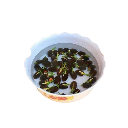 LotuBloom™