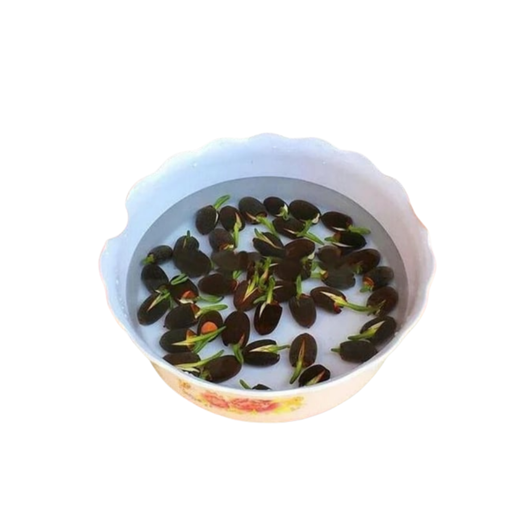LotuBloom™