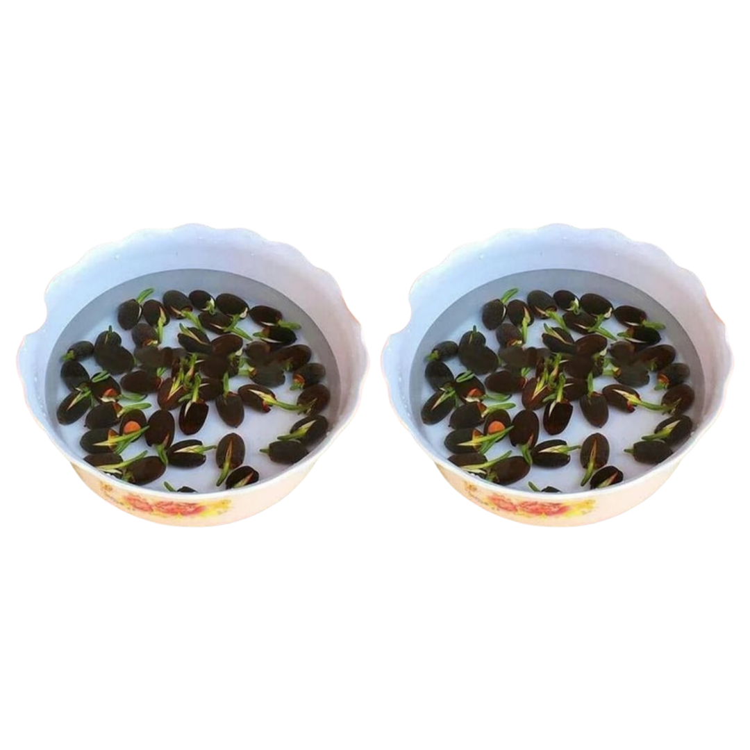 LotuBloom™