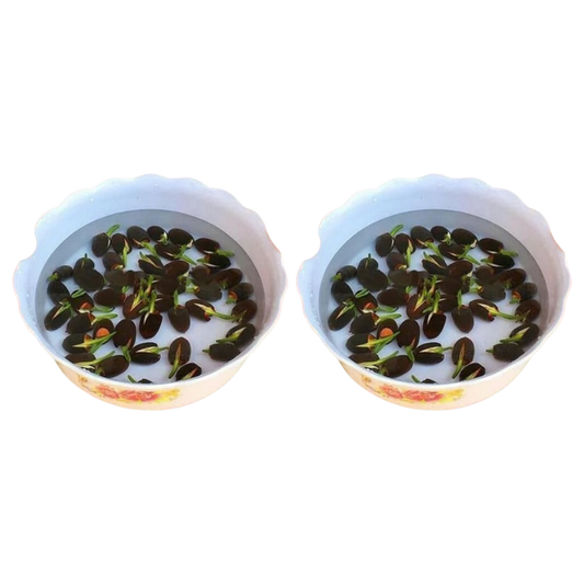 LotuBloom™
