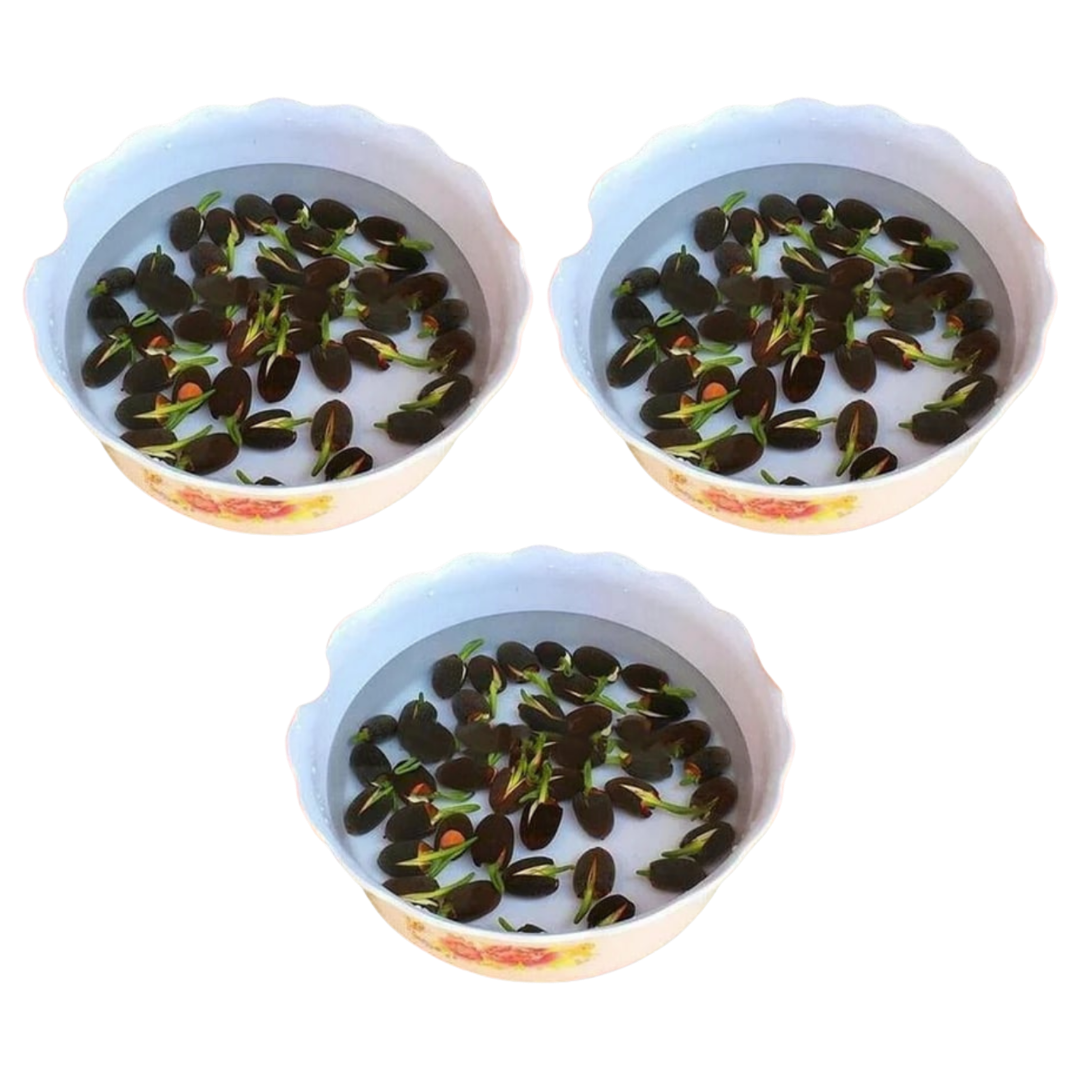 LotuBloom™